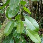 Melicope borbonica Leaf