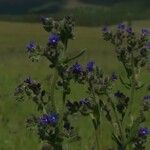 Anchusa procera Flor