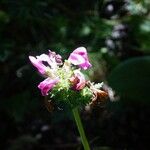Pedicularis pyrenaica Flower