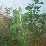 Chenopodium album Folla