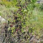 Rhamnus alaternus Fruit