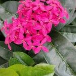 Ixora chinensisFlower