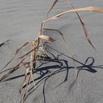 Phragmites karka Celota