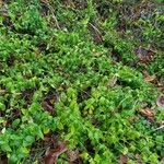 Vinca difformis Habit