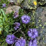 Globularia repens অভ্যাস