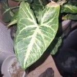 Syngonium angustatum Blatt