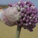 Allium porrum Kvet