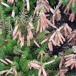 Erica verticillata Habitus