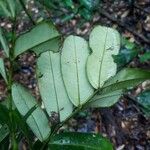 Macrolobium multijugum Leaf