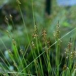 Carex pulicaris Flower