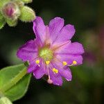 Mirabilis laevis Flower