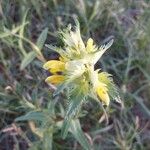 Rhinanthus major Flower