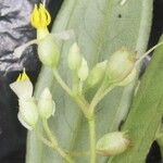 Centradenia paradoxa その他の提案
