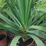 Dracaena draco Hostoa