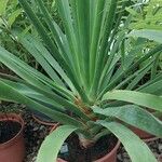 Dracaena draco পাতা