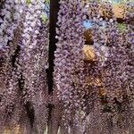 Wisteria floribundaᱵᱟᱦᱟ