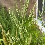 Chenopodium ficifoliumКветка