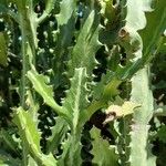 Euphorbia lactea Fuelha