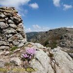 Armeria malinvaudii Hábitos