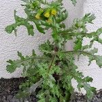 Senecio vulgaris Hábito