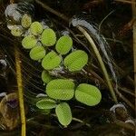 Salvinia natans Leaf