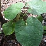 Piper reticulatum Leaf