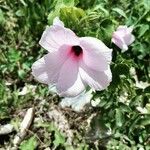 Hibiscus striatus Λουλούδι