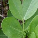 Vicia johannis Blatt