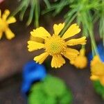 Helenium amarum Flower