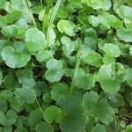 Hydrocotyle americana Liść