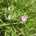 Ononis reclinata Flower