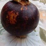 Garcinia mangostana 果實