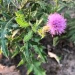 Cirsium altissimum Kvet