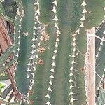 Euphorbia abyssinica Leaf