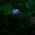 Canavalia rosea Blüte