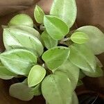 Peperomia serpens Folla