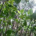 Montrichardia arborescens ᱥᱟᱠᱟᱢ