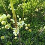 Filipendula vulgaris Цветок