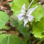 Viola rostrata Flower