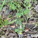 Trifolium dubium Flower