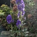 Aconitum variegatum आदत