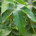Gossypium barbadense 葉