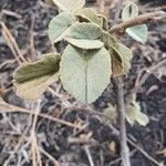 Abutilon pannosum Листок