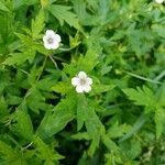 Geranium sibiricumFlower