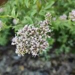 Eupatorium cannabinumFiore