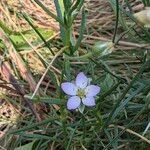 Spergularia media Flower