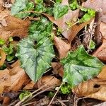 Cyclamen hederifoliumLiść