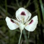 Calochortus eurycarpus Flower
