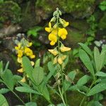 Crotalaria spectabilis Іншае