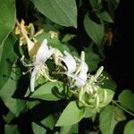 Lonicera japonicaFlor